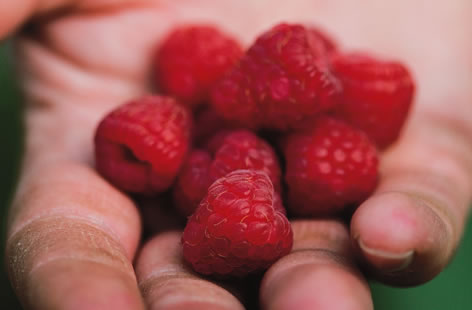 British raspberries